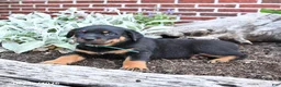 Rottweiler dogs for sale: Brooke - Ad 5