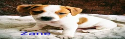 Jack Russell Terrier dogs for sale: Jack Russell Terrier Puppy 1 - Ad 1