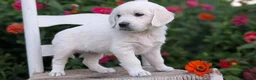 Golden Retriever dogs for sale: Bailey - Ad 3