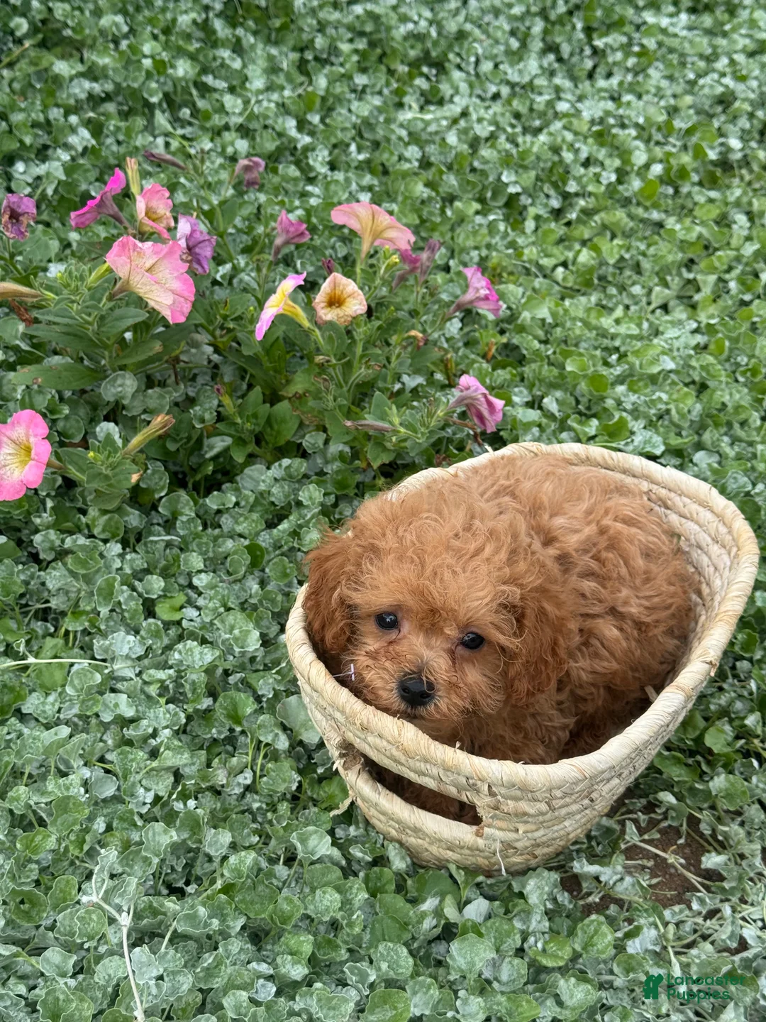 Toy Poodle dogs for sale: Paddy  - Ad 1