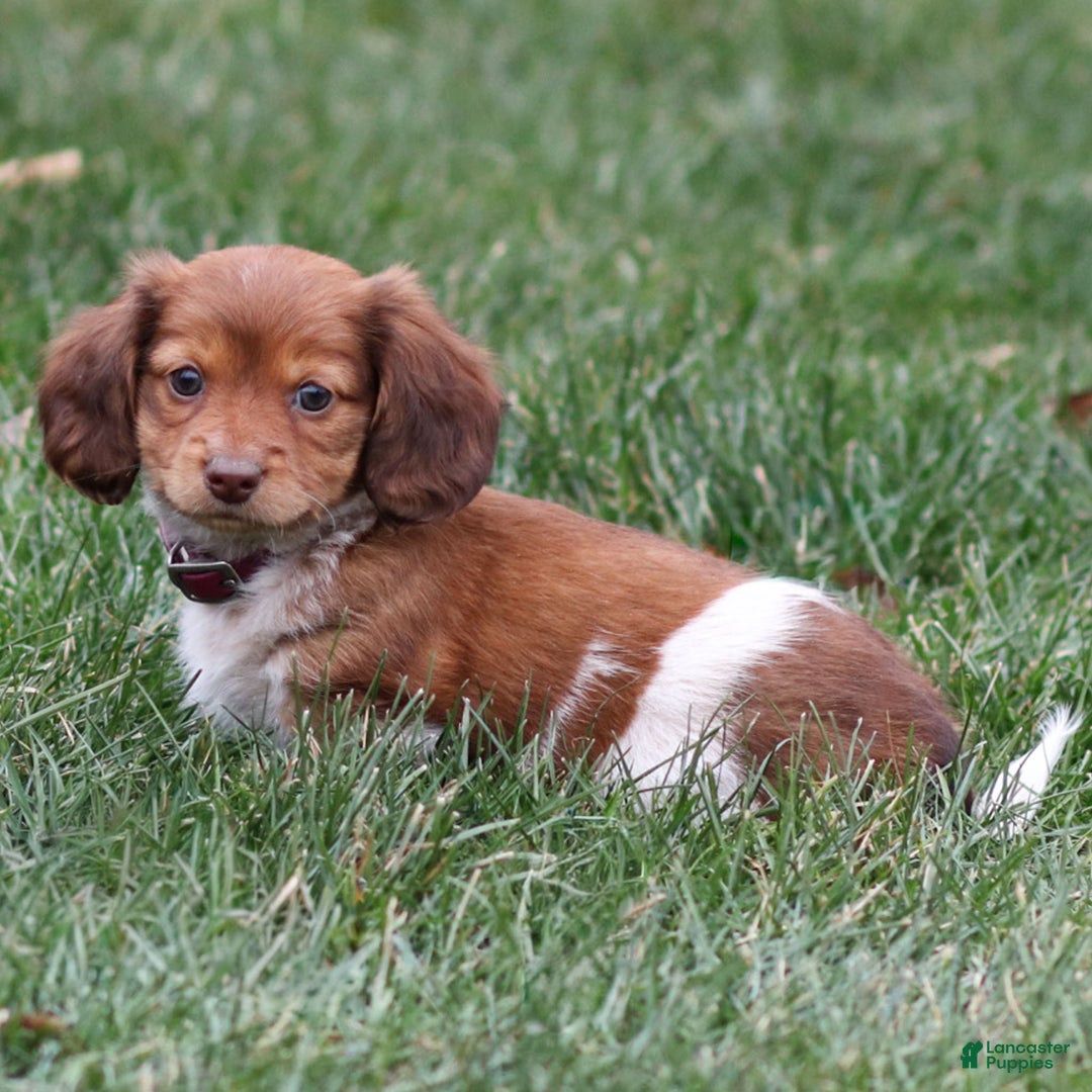 Dachshund dogs for sale: Hattie - Ad 2