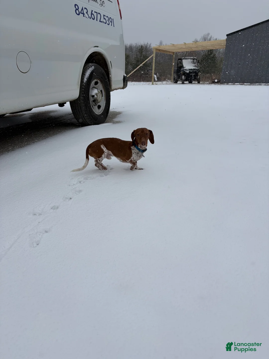 Dachshund dogs for stud: Opie stud - Ad 4