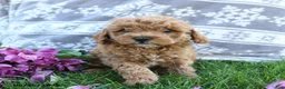 Cavapoo dogs for sale: Franny - Ad 1