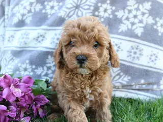Cavapoo dogs for sale: Franny - Ad 3