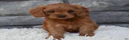 Cavapoo dogs for sale: Hank - Ad 6