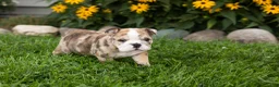 English Bulldog dogs for sale: Buster  - Ad 3