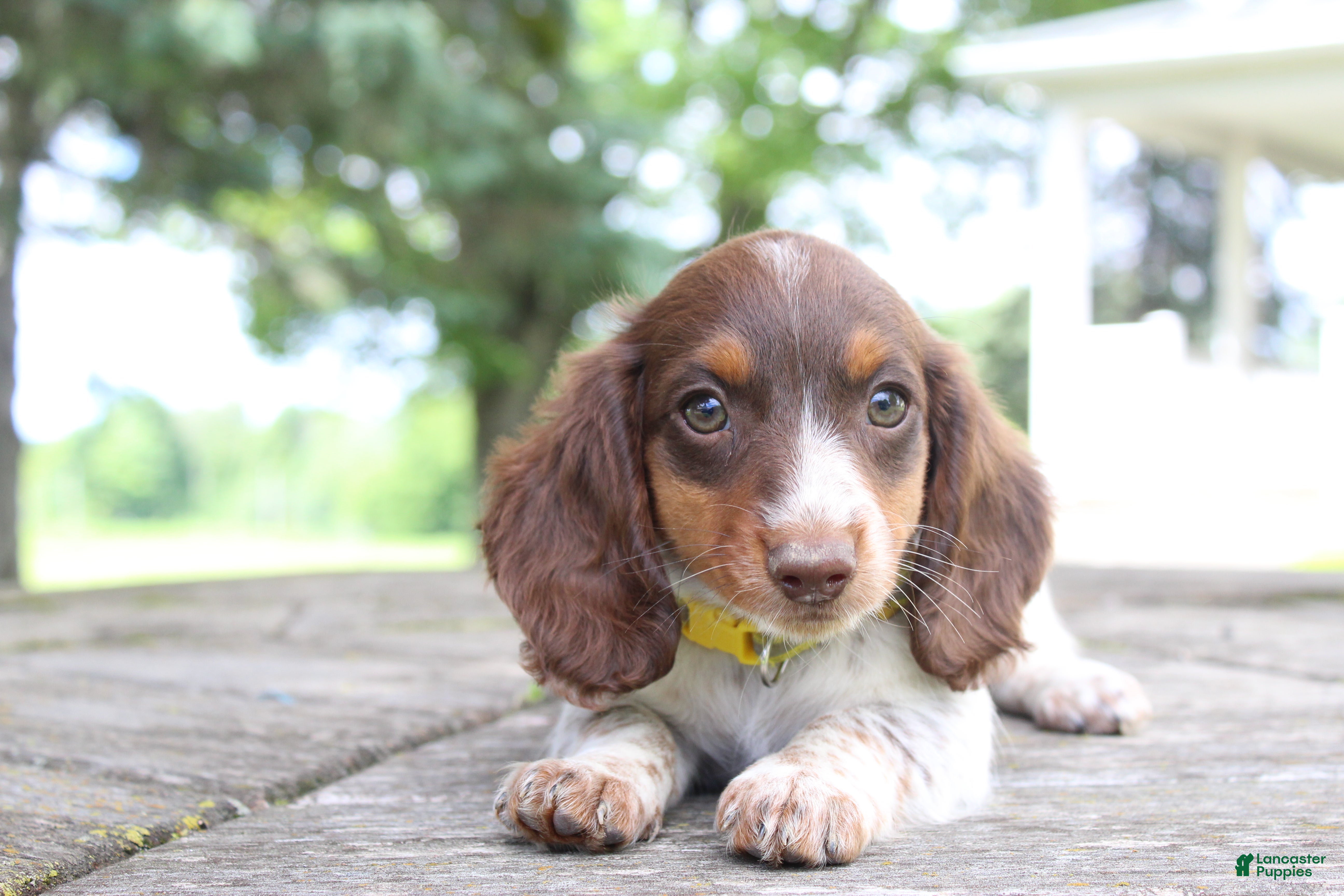 Miniature Dachshund dogs Anna - Ad 1