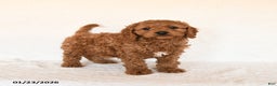 Cavapoo dogs for sale: Sailor - Ad 2