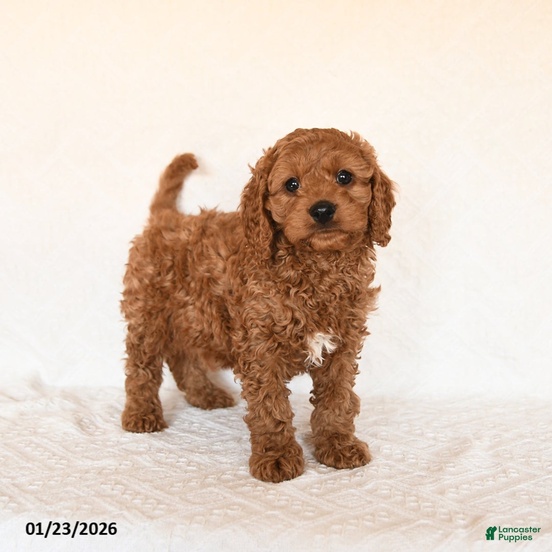 Cavapoo dogs for sale: Sailor - Ad 2