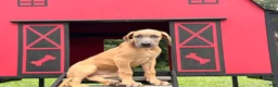 Great Dane dogs for sale: Patience Great Dane  - Ad 5