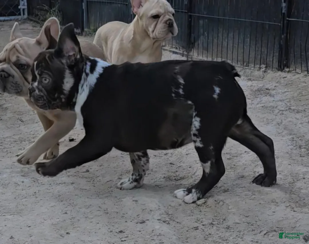 French Bulldog dogs for sale: French Bulldog Puppy 1 - Ad 5