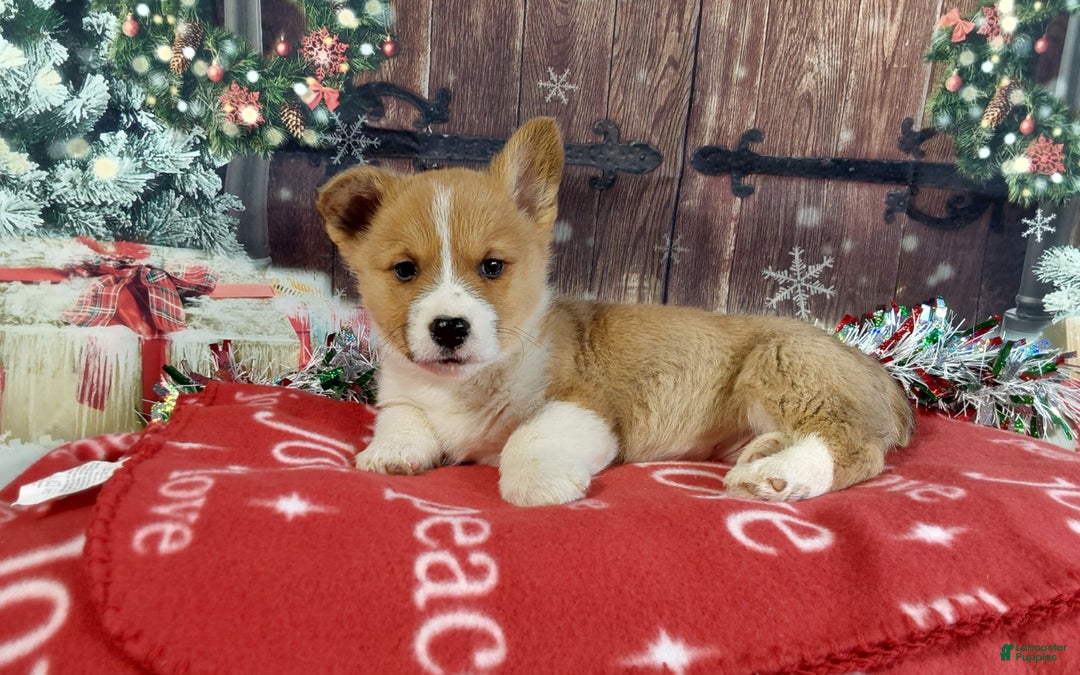 Welsh Corgi Pembroke dogs for sale: Welsh Corgi Pembroke Puppy 1 - Ad 1