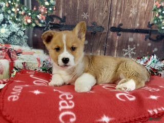 Welsh Corgi Pembroke dogs Welsh Corgi Pembroke Puppy 1 - Ad 38