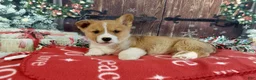 Welsh Corgi Pembroke dogs for sale: Welsh Corgi Pembroke Puppy 1 - Ad 1