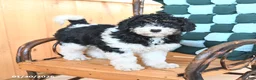 Mini Bernedoodle dogs for sale: Whitney - Ad 1