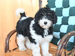 Mini Bernedoodle dogs Whitney - Ad 6