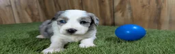 Mini Aussiedoodle dogs for sale: Sunset Girl 2 - Ad 18