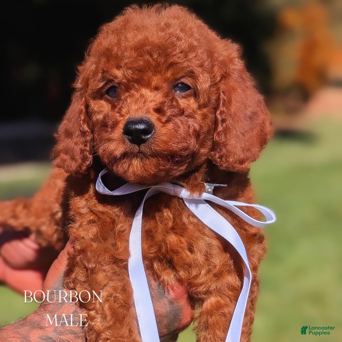 Mini Goldendoodle dogs BOURBON  - Ad 1