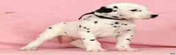 Dalmatian dogs for sale: Jackson - Ad 5