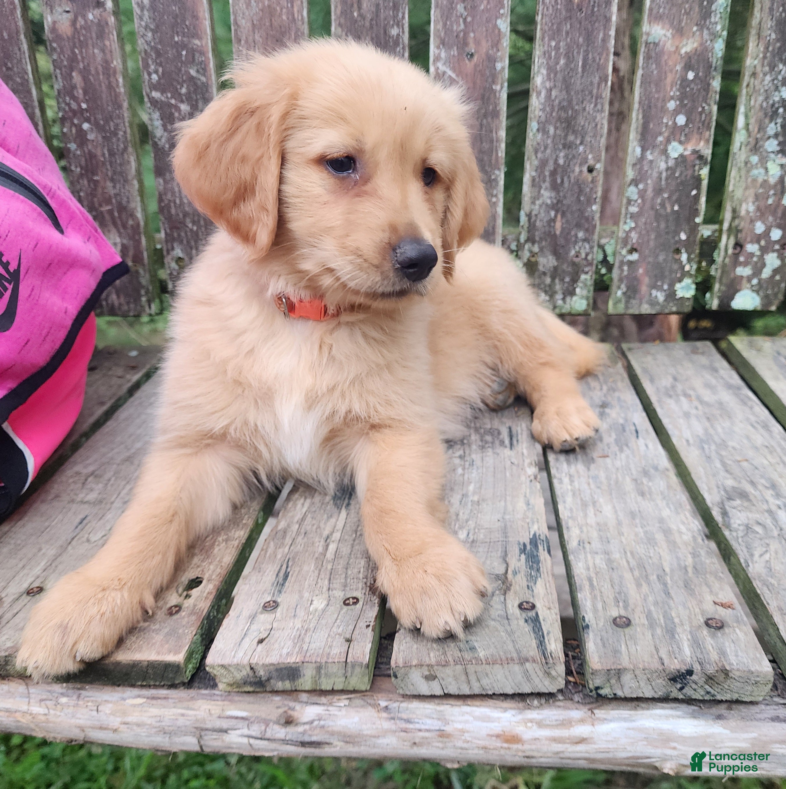Golden Retriever