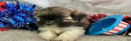 Shih Tzu dogs for sale: Zane - Ad 2