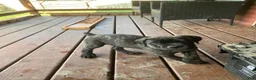 Cane Corso dogs for sale: Cane Corso 8 - Ad 3