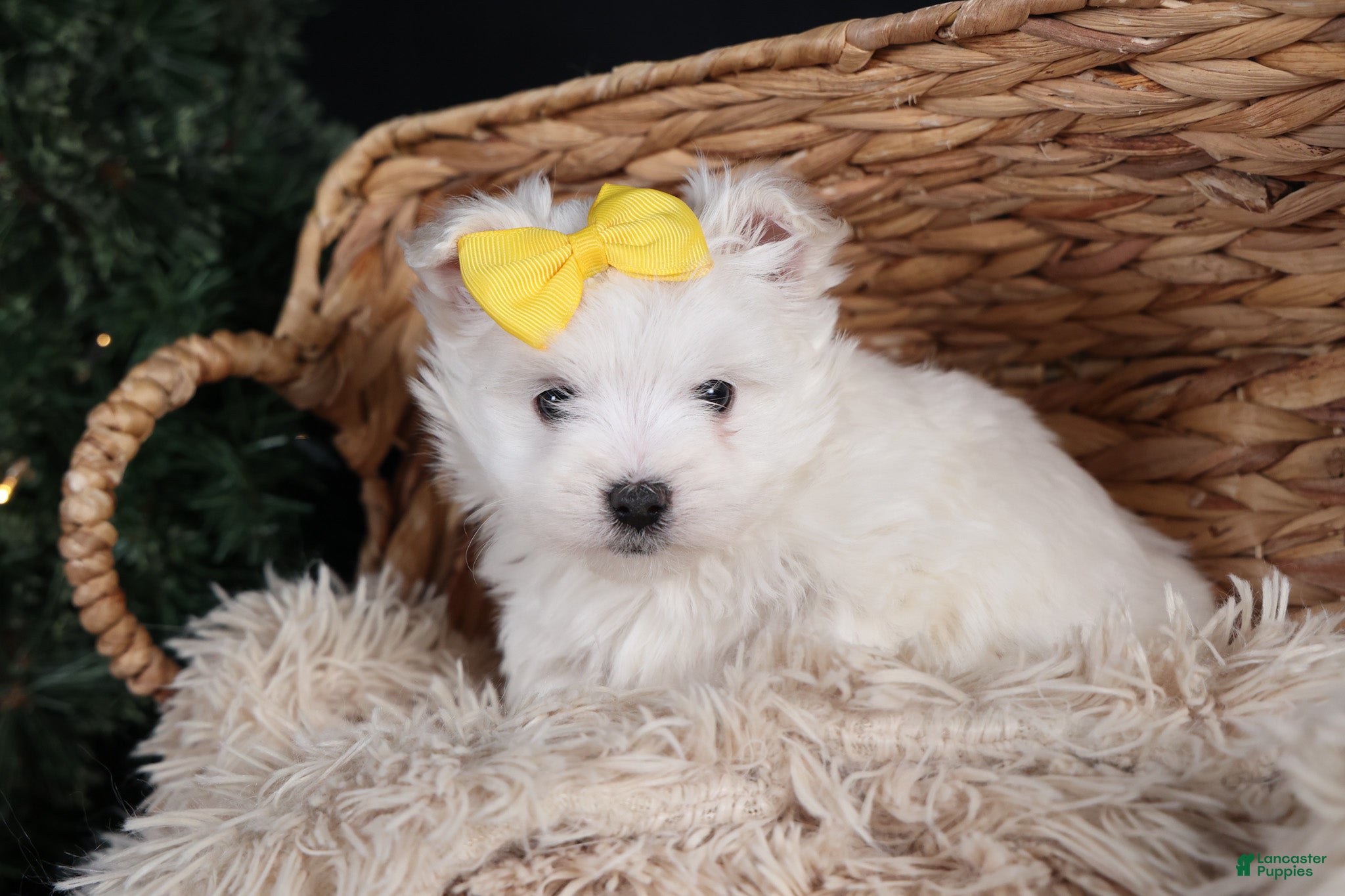 Maltese dogs ALEX - Ad 40