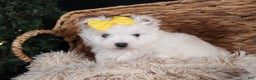 Maltese dogs for sale: ALEX - Ad 9