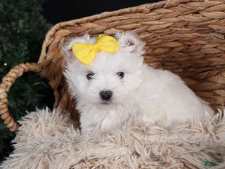 Maltese dogs ALEX - Ad 37
