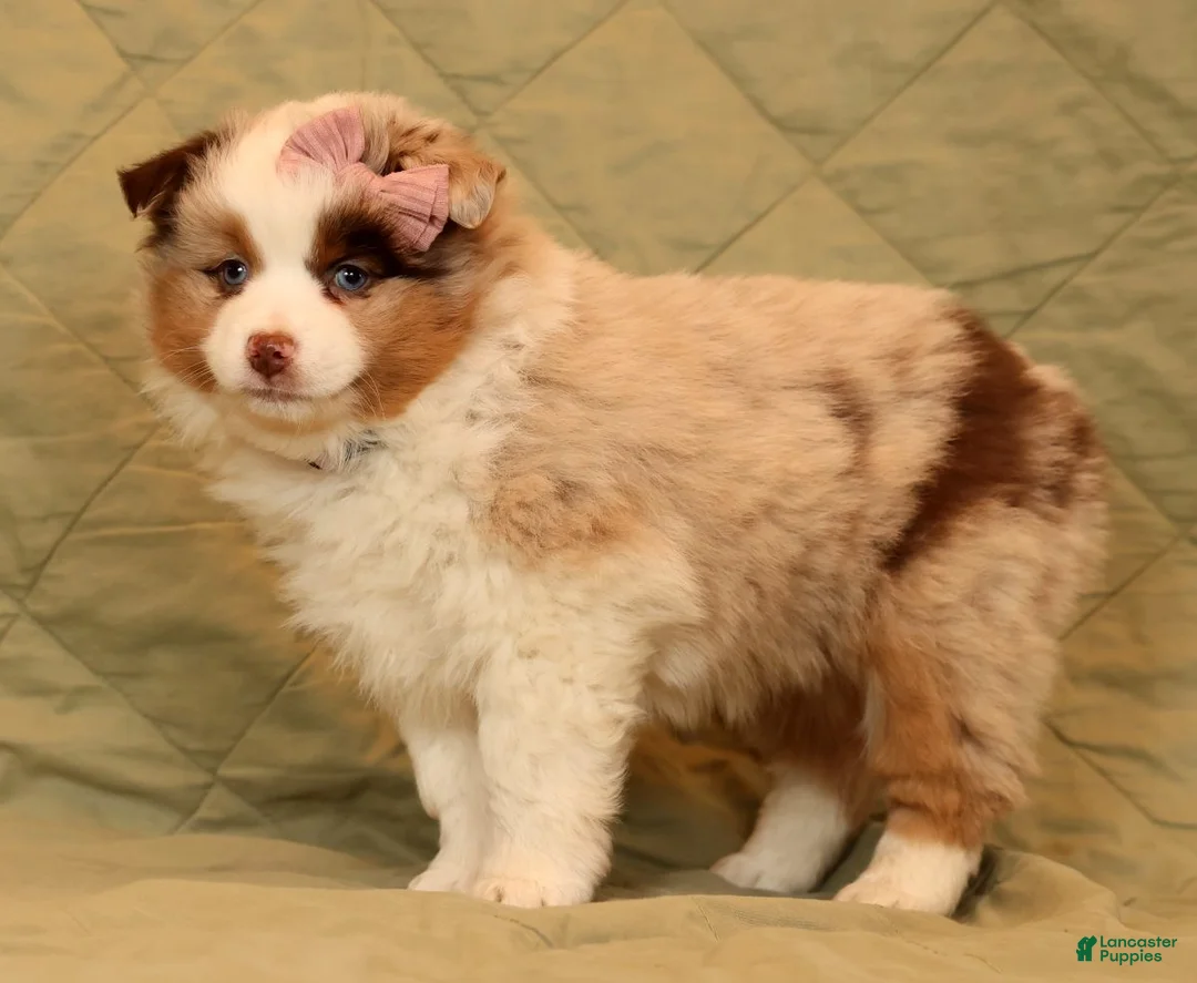 Miniature Australian Shepherd dogs for sale: Carmen - Ad 8