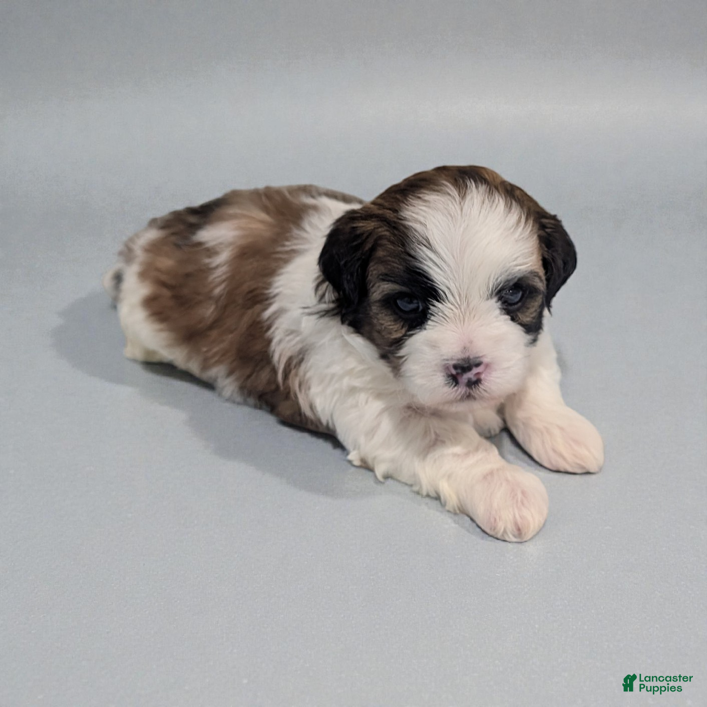 Shihpoo dogs Ripley - Ad 2