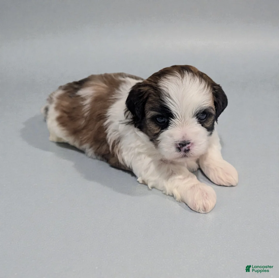 Shihpoo dogs for sale: Ripley - Ad 2
