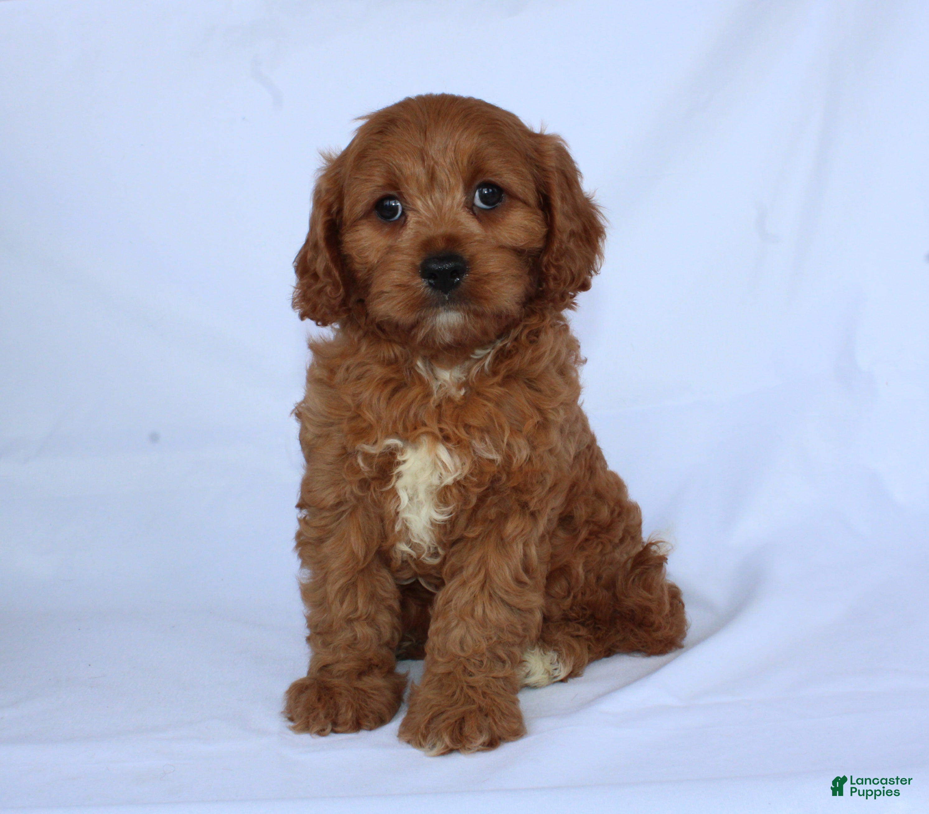 Cavapoo dogs Sugar - Ad 2