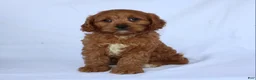 Cavapoo dogs for sale: Sugar - Ad 2