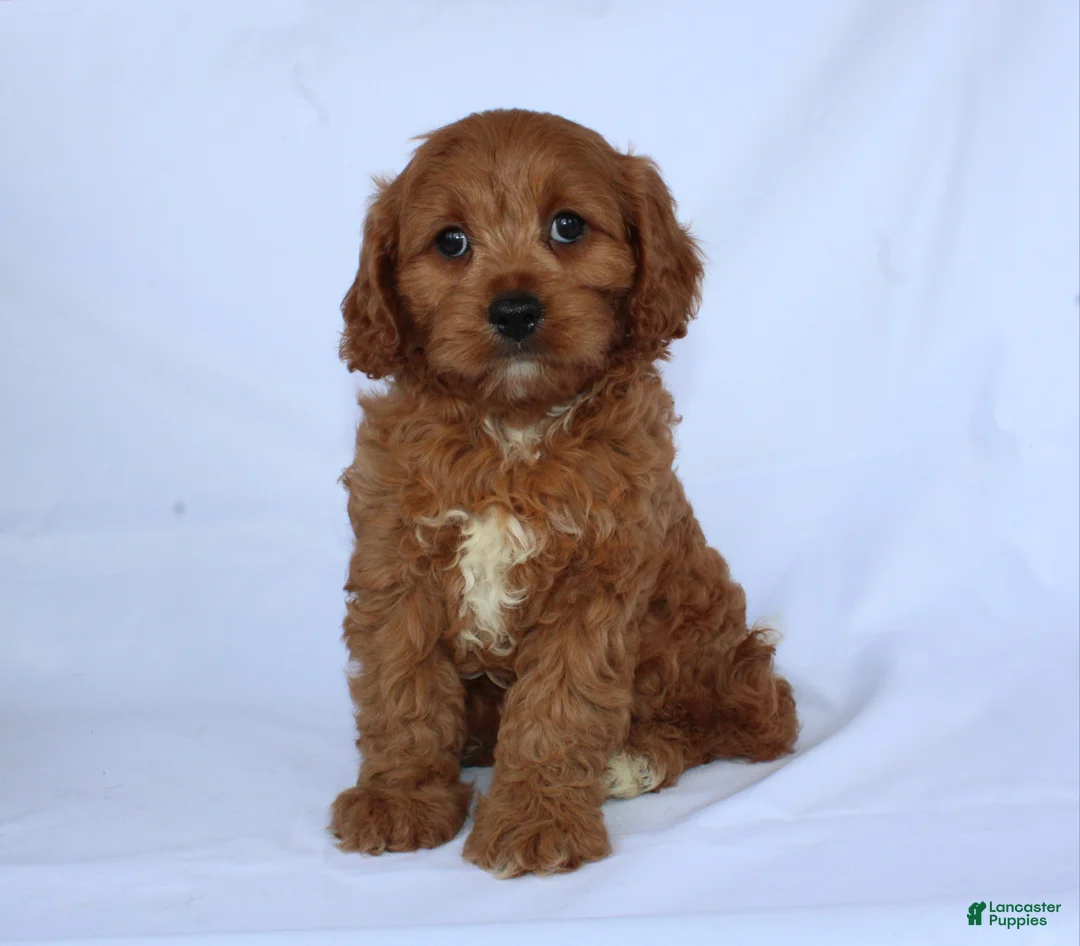 Cavapoo dogs for sale: Sugar - Ad 2