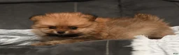 Pomeranian dogs for sale: Teddy Bear  - Ad 2