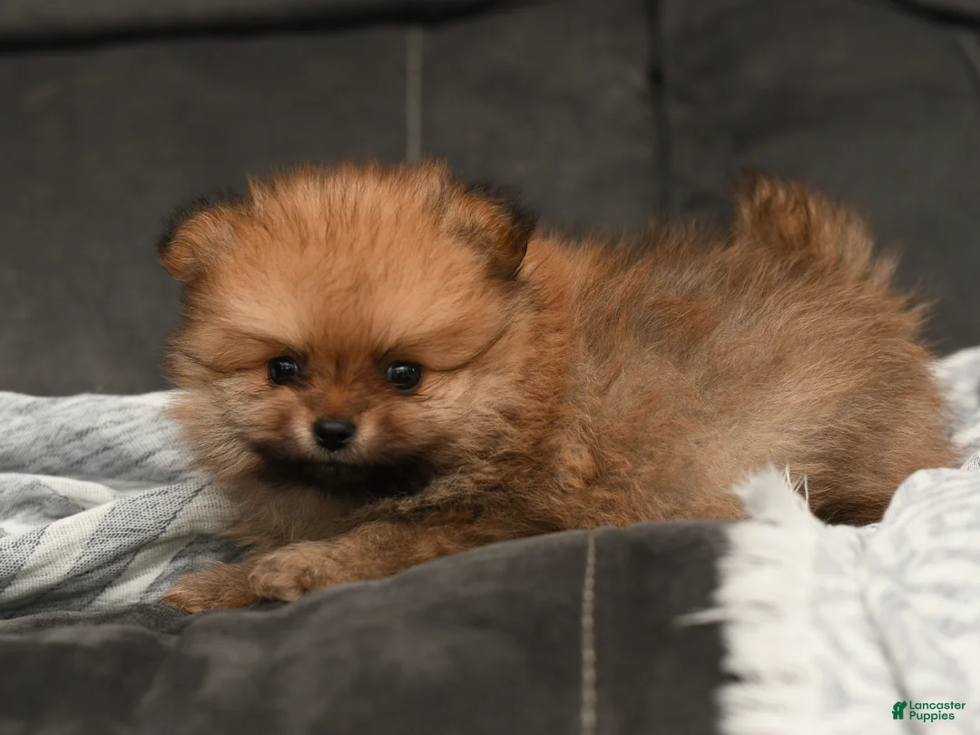 Pomeranian dogs for sale: Teddy Bear  - Ad 2
