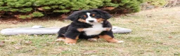Bernese Mountain Dog dogs for sale: Stockings  - Ad 4
