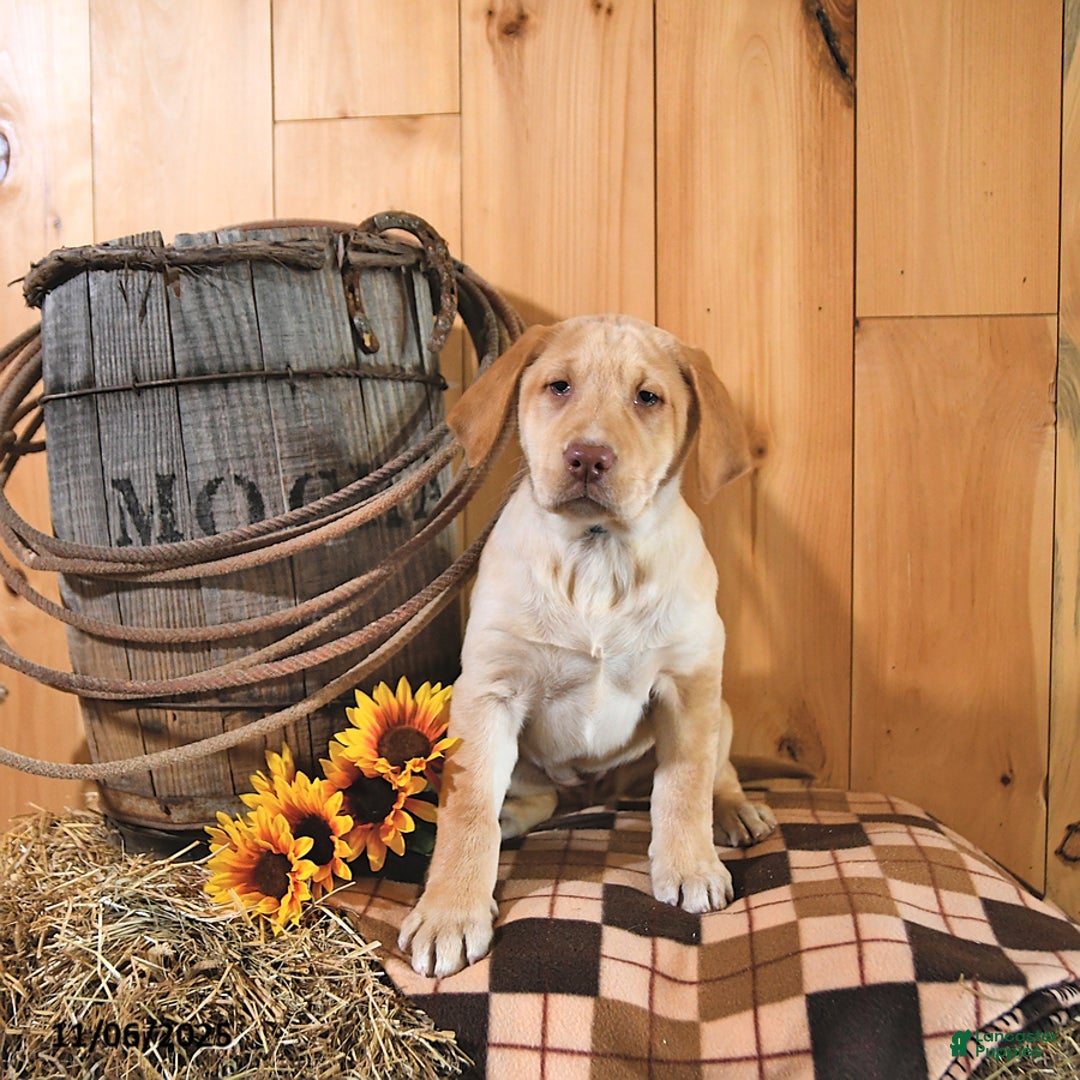 Labrador Retriever dogs for sale: Princess - Ad 4