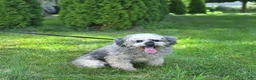 Mini Goldendoodle dogs for sale: Kaci - Ad 7