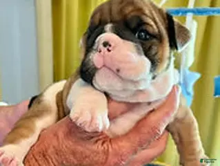 English Bulldog dogs Heavensent Webseter - Ad 2