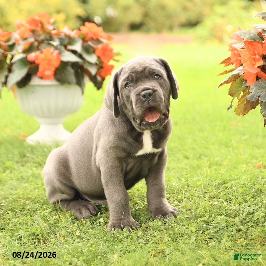 Cane Corso dogs Dakota - Ad 1