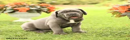 Cane Corso dogs for sale: Dakota - Ad 1