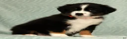 Australian Shepherd dogs for sale: Charlie - Ad 6