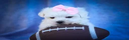 Maltese dogs for sale: Maribel🌸 - Ad 15