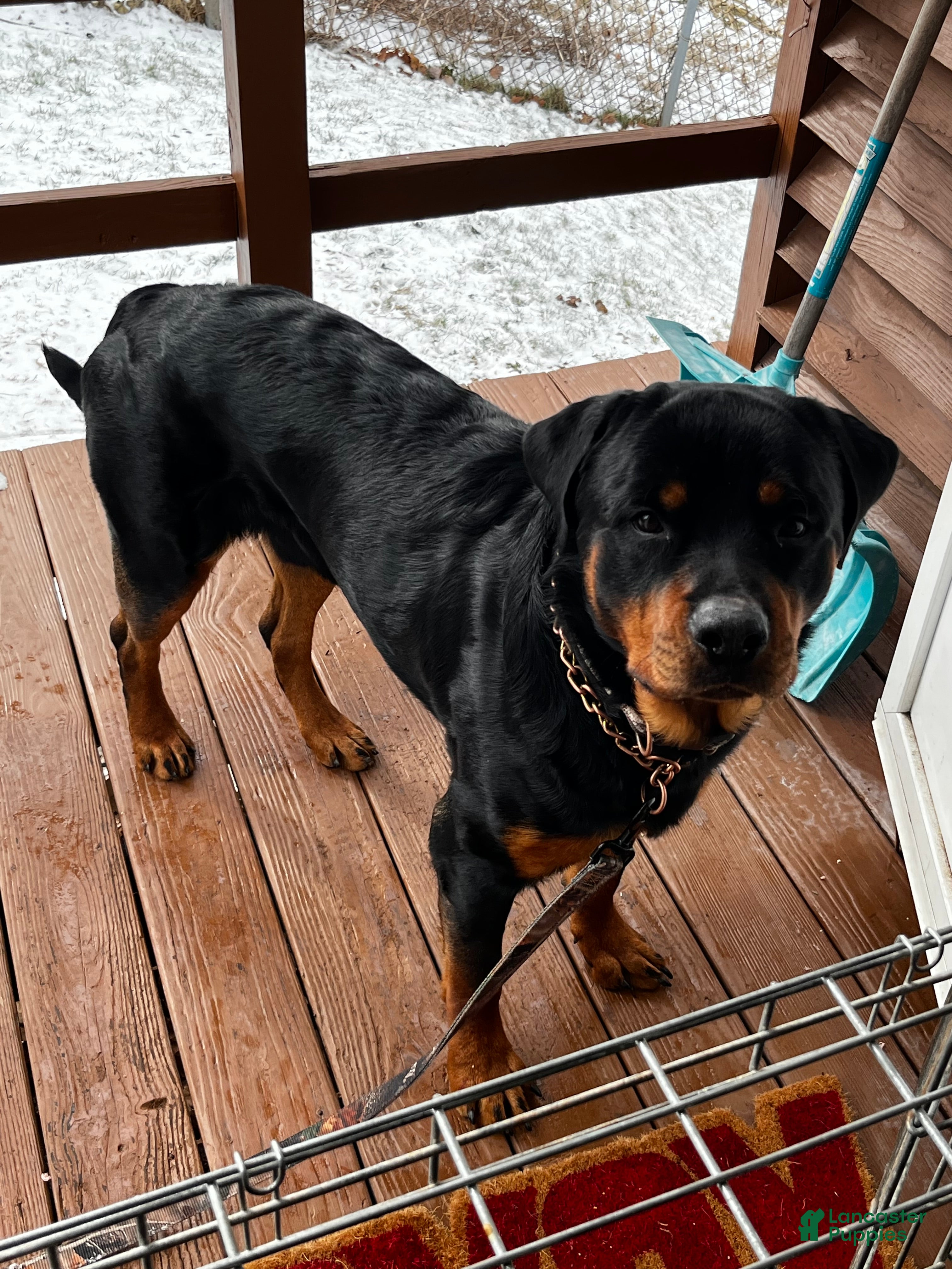 Rottweiler dogs Chops - Ad 29
