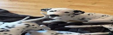 Dalmatian 2