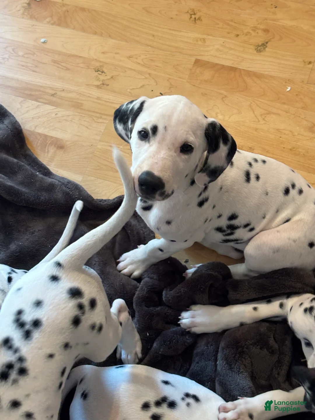Dalmatian dogs for sale: Dalmatian 2 - Ad 1