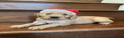 Golden Retriever dogs for sale: Eve - Ad 2