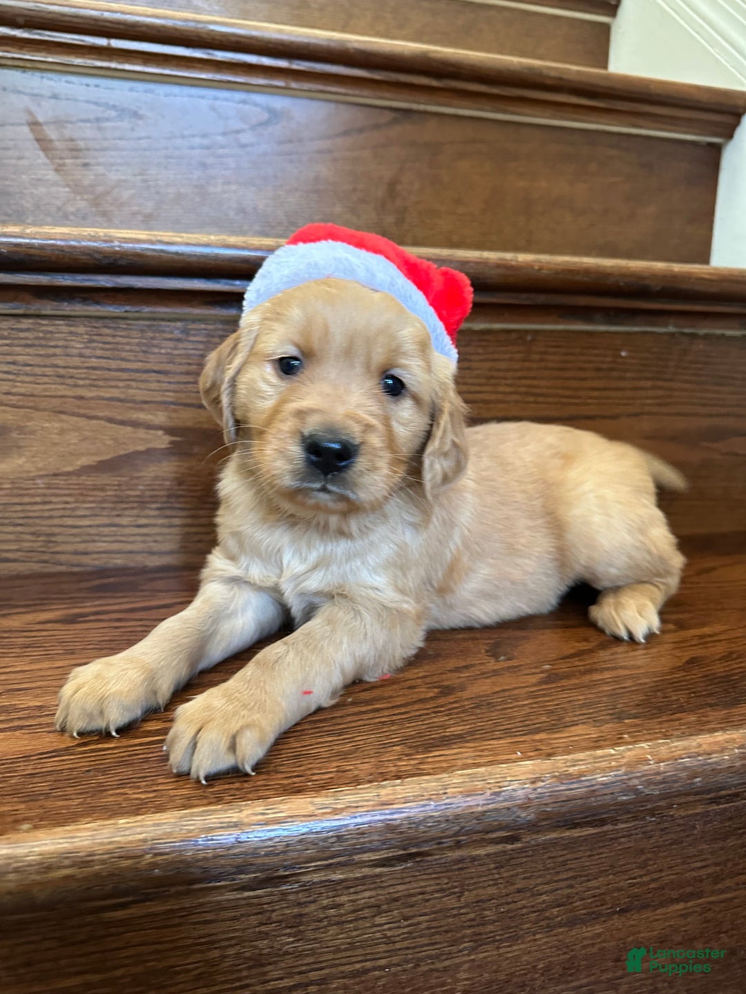 Golden Retriever dogs for sale: Eve - Ad 2